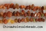 CAA3807 15.5 inches 8*12mm - 10*14mm chips red agate beads wholesale