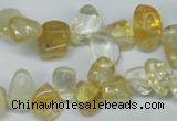 CCH312 15.5 inches 10*15mm citrine chips gemstone beads wholesale