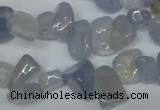 CCH322 15.5 inches 10*15mm blue chalcedony chips beads wholesale