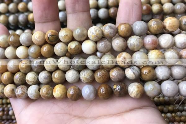 CFC322 15.5 inches 8mm round fossil coral beads wholesale