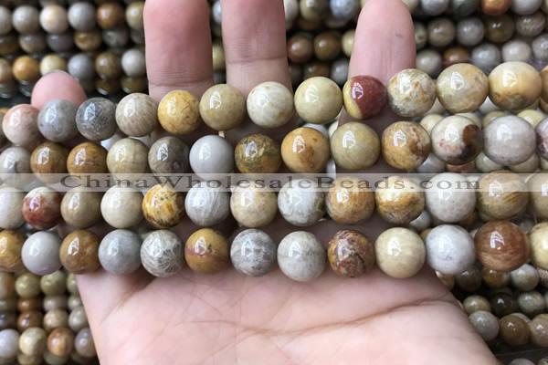 CFC323 15.5 inches 10mm round fossil coral beads wholesale