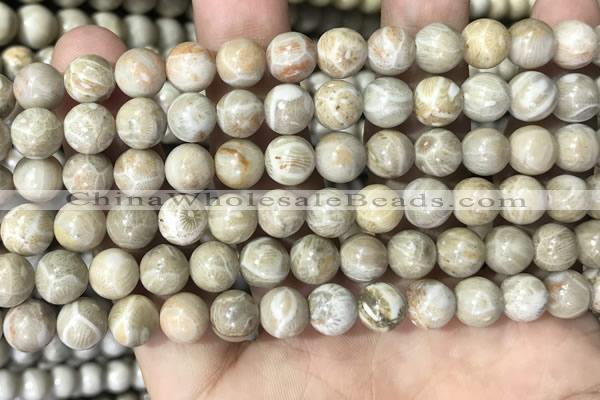 CFC333 15.5 inches 8mm round fossil coral beads wholesale