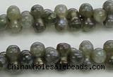 CLB630 15.5 inches 4*9mm bone AB-color labradorite beads