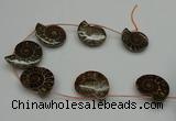 CMM05 15.5 inches 30*35mm - 35*40mm carved ammonite gemstone beads
