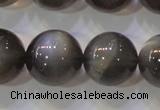 CMS861 15.5 inches 12mm round A grade natural black moonstone beads