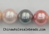 CSB391 15.5 inches 16mm round mixed color shell pearl beads