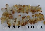 CTD840 Top drilled 10*20mm - 15*30mm nuggets citrine gemstone beads