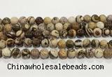 CZJ424 15.5 inches 12mm round Australian zebra jasper beads wholesale